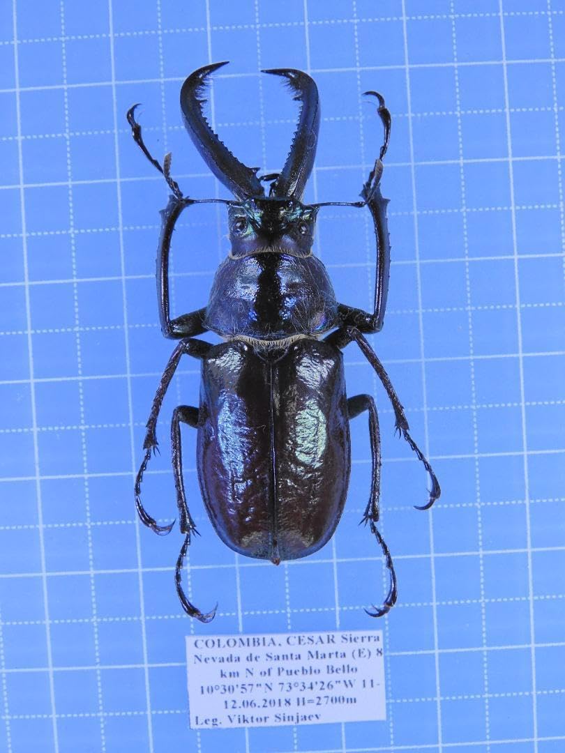 標本 ギガンテウスシワバネクワガタ 73㎜ <0412z昆虫標本> 最後の在庫